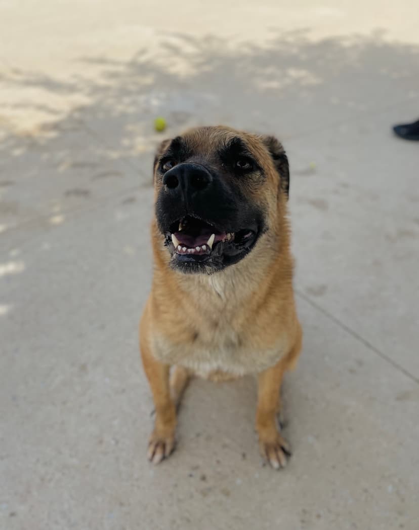 Foto de Toby en la residencia canina CRUZCAN en Málaga