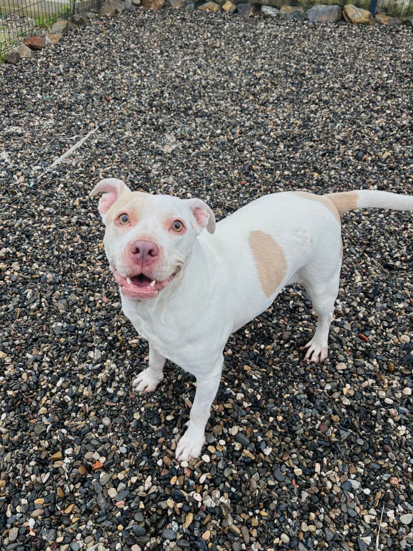 Foto de Dracarys en la residencia canina CRUZCAN en Málaga