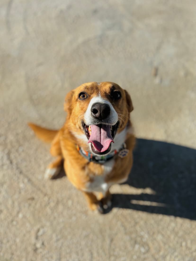 Foto de Hermes en la residencia canina CRUZCAN en Málaga