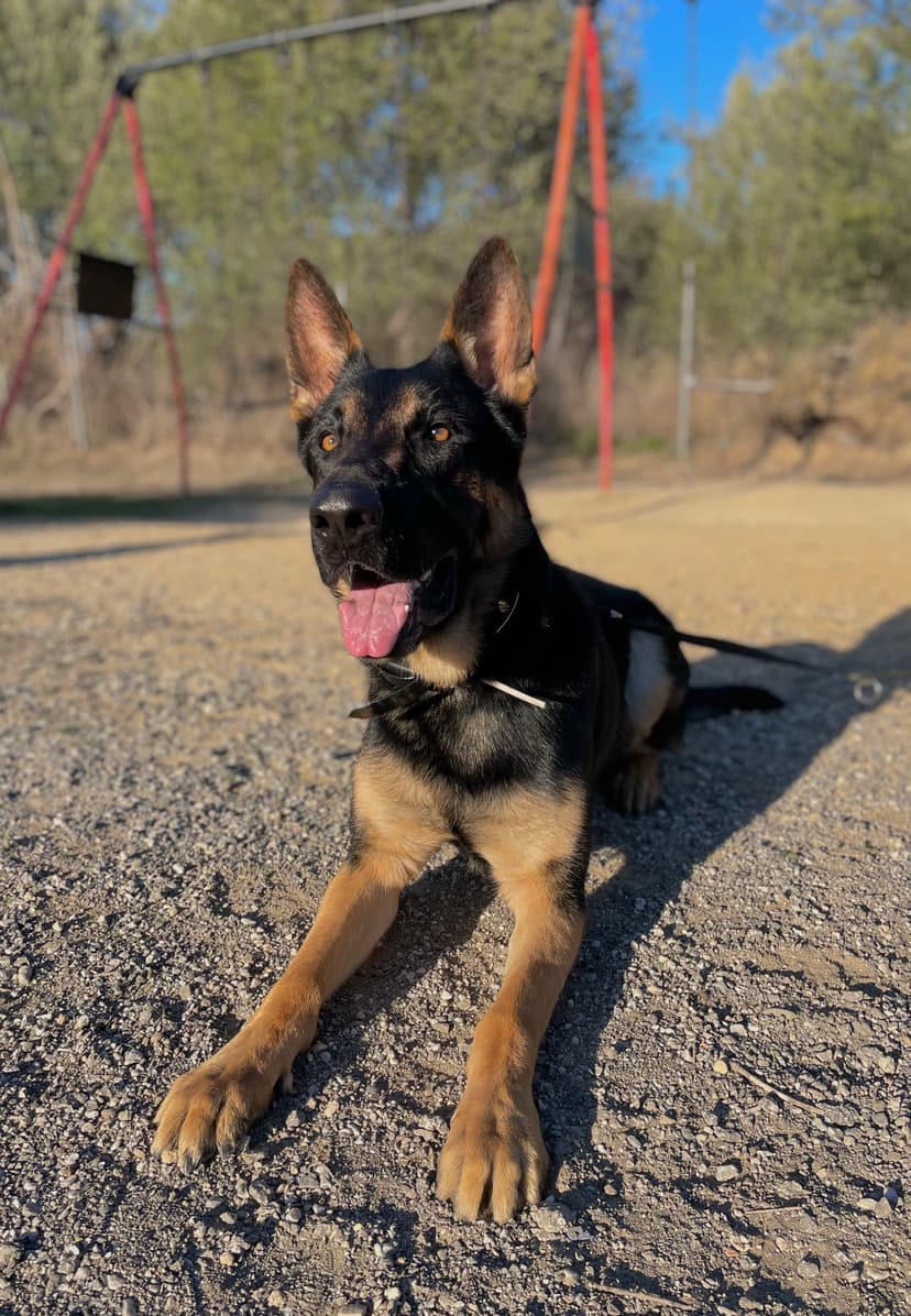 Foto de Bruce en la residencia canina CRUZCAN en Málaga