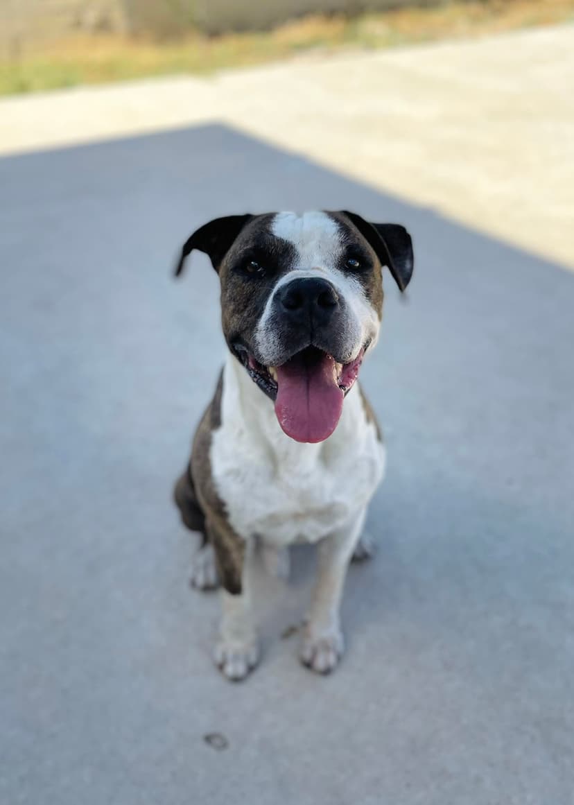 Foto de Sheldon en la residencia canina CRUZCAN en Málaga