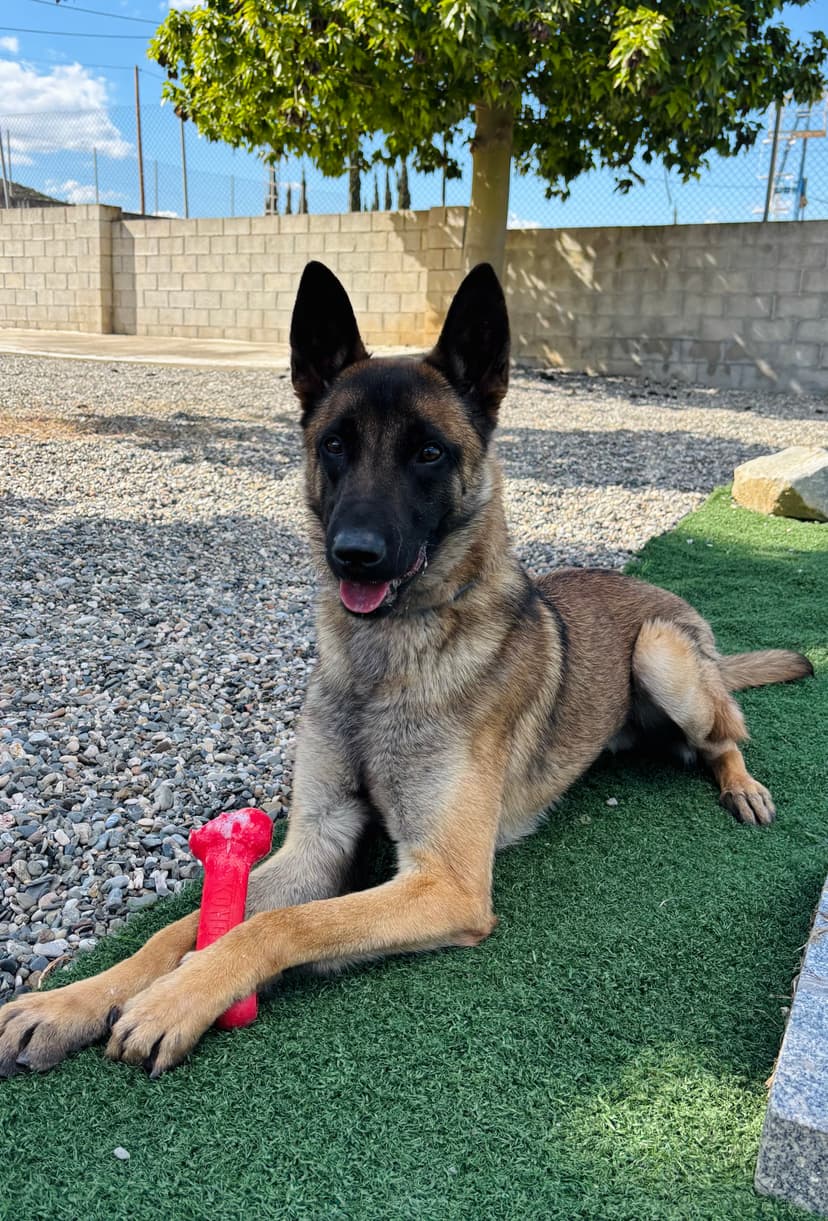 Foto de Wilk en la residencia canina CRUZCAN en Málaga