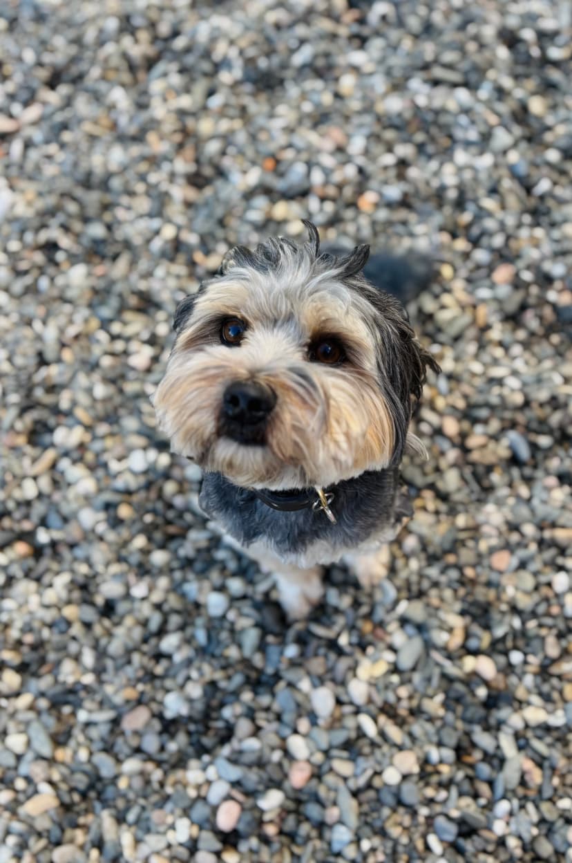 Foto de Rambo en la residencia canina CRUZCAN en Málaga