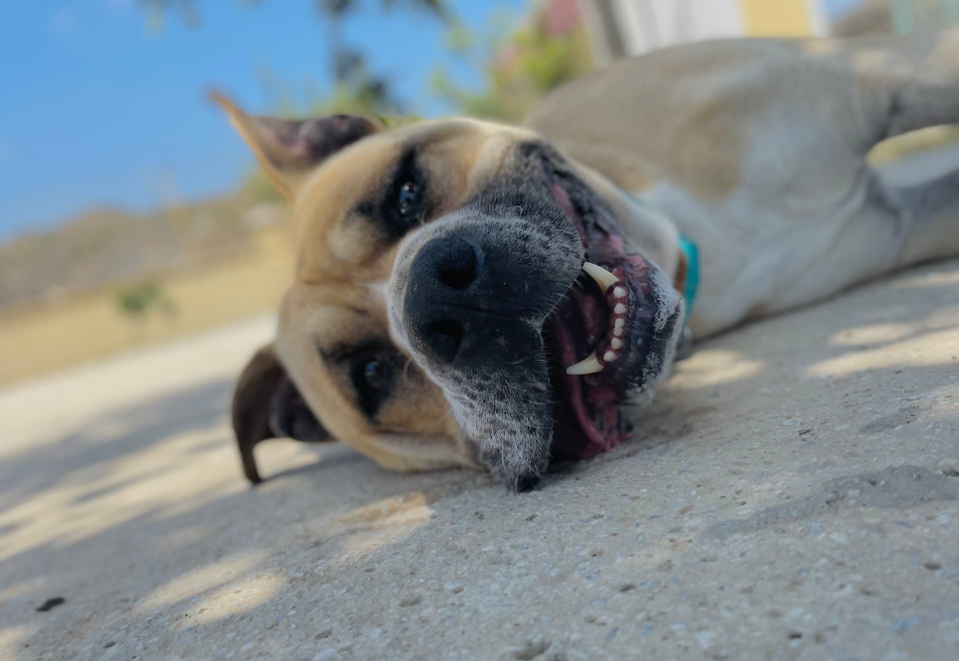 Perros felices en la mejor residencia canina de Málaga - CRUZCAN