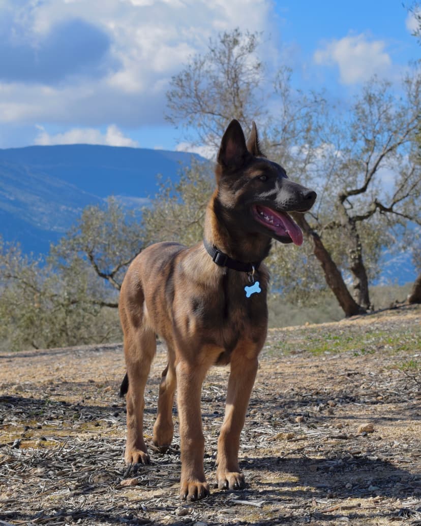 Zonas de juego para perros en CRUZCAN Málaga