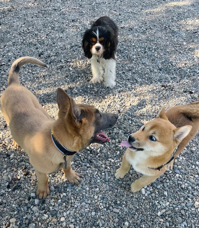 Habitaciones para perros en residencia canina CRUZCAN